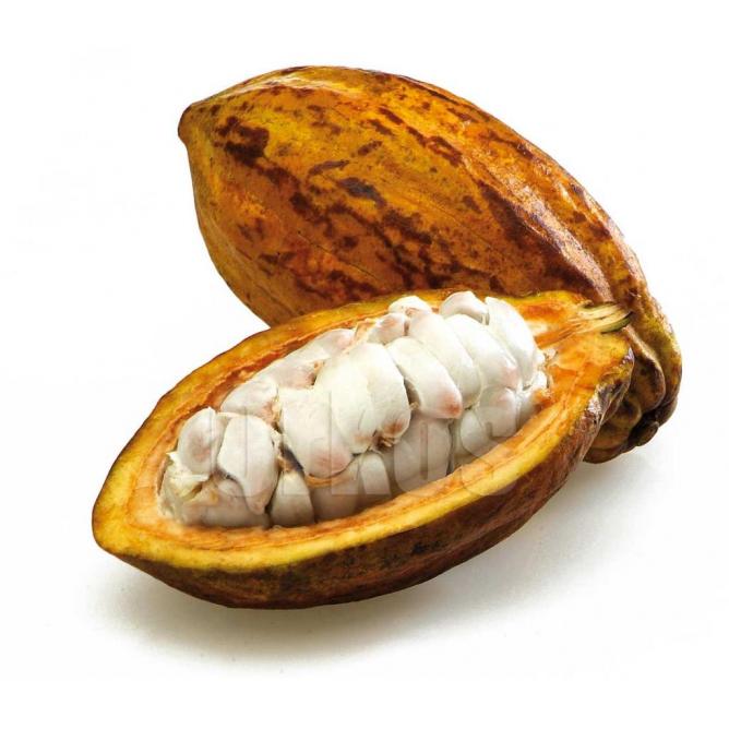 cacao-fruit-cameroon-view1.jpg
