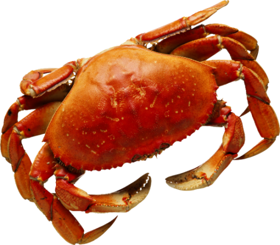 crabe.png