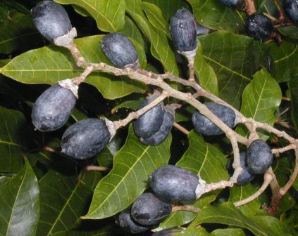 African canarium fruits